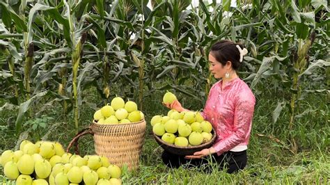 Harvesting Melon Pear goes to the market sell - Gardening | Vàng Hoa ...