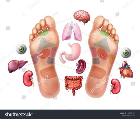 9 Plantar Reflex Stock Illustrations, Images & Vectors | Shutterstock