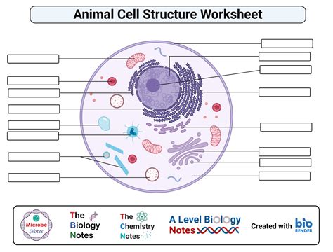 Animal Cell Diagram And Functions