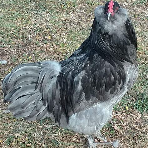 Blue Ameraucana Rooster-Paul Smith | Beautiful chickens, Rare chicken breeds, Ameraucana rooster