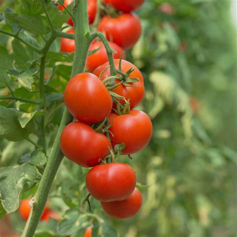 Hybrid Tomato Varieties - Russell Feed & Supply