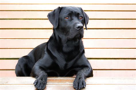 aleación despierta pompa perros negros con ojos azules cupón colorante ...