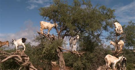 Why are there goats in the trees? - CBS News