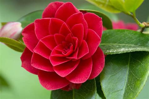 Camellia japonica (Japanese Camellia)