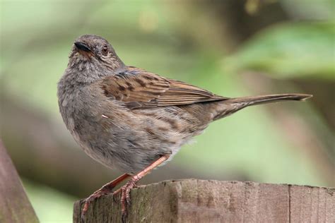 British Garden Birds photos and videos