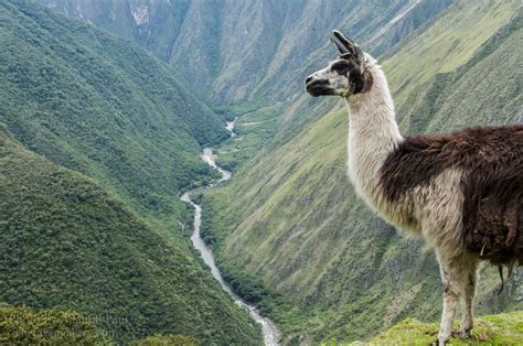 The Inca Trail: Day 3 with Alpaca Expeditions – True Nomads Need No Maps