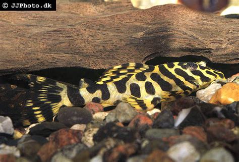 Leopard Frog Pleco | Tropical Fish Keeping