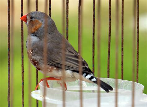 Zebra Finch in Cage Photograph by Tianxin Zheng - Fine Art America