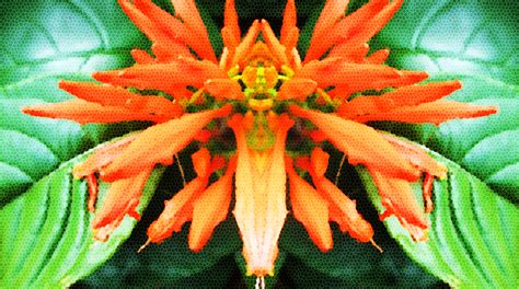 Flower Symmetry by ce3Design on DeviantArt