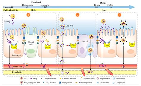 CYP3A4 | Encyclopedia MDPI