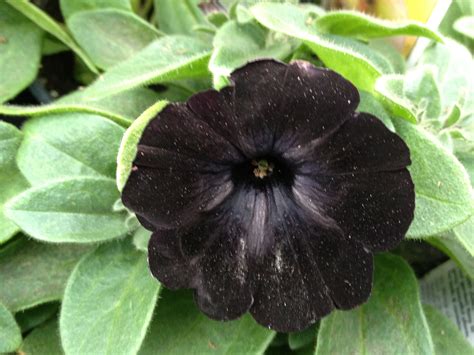 Black Petunia Blossoms, Plants, Flowers, Plant, Florals, Planets