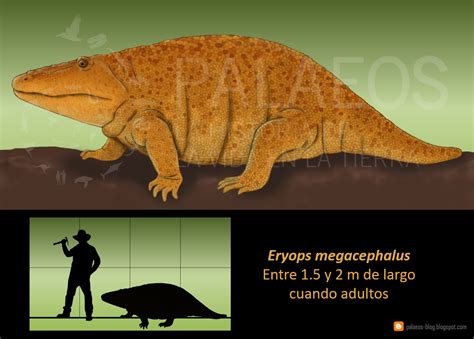 Palaeos, la historia de la Vida en la Tierra: Paleoficha: Eryops ...