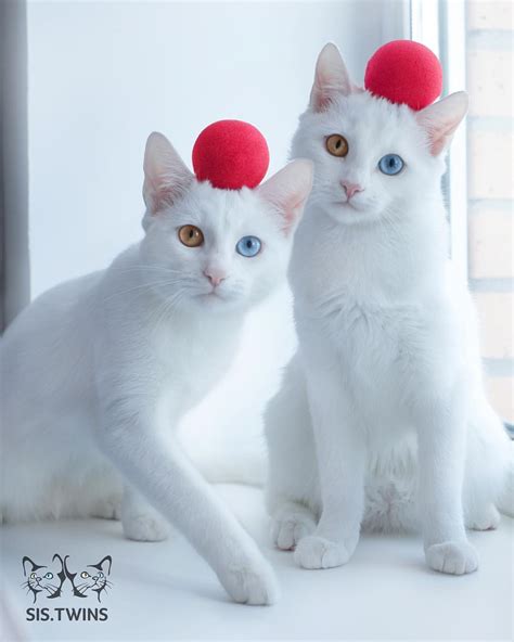 Meet Adorable Twin Cats With Heterochromatic Eyes Who Are Mesmerizing The World!