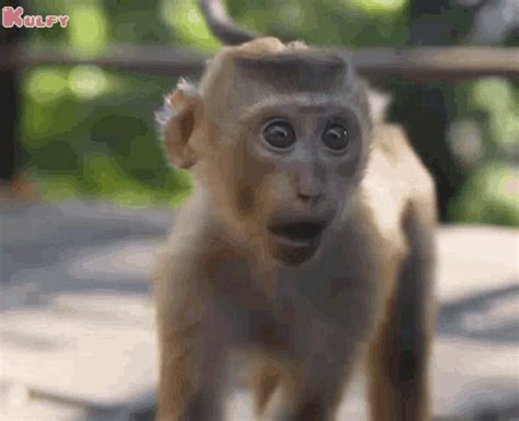 Angry Monkey GIF - Angry Monkey Kothi - Descubre y comparte GIF