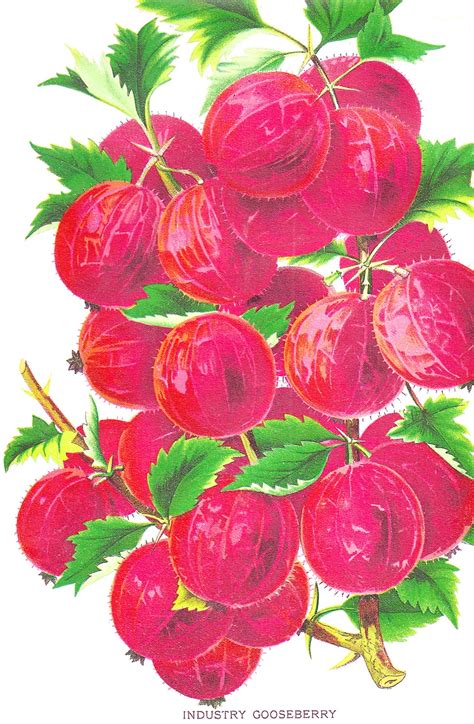 Antique Images: Free Vintage Fruit Clip Art: Vintage Illustration of Industry Gooseberry