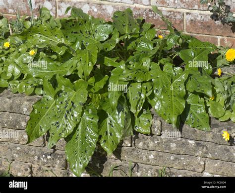 Arrow shaped leaves hi-res stock photography and images - Alamy