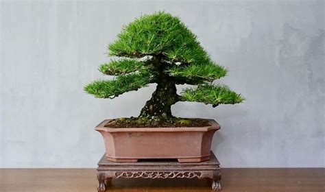 Japanese Black Pine Bonsai Tree - A-Z Animals