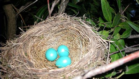 How Long Does it Take for Robin Eggs to Hatch? | Sciencing