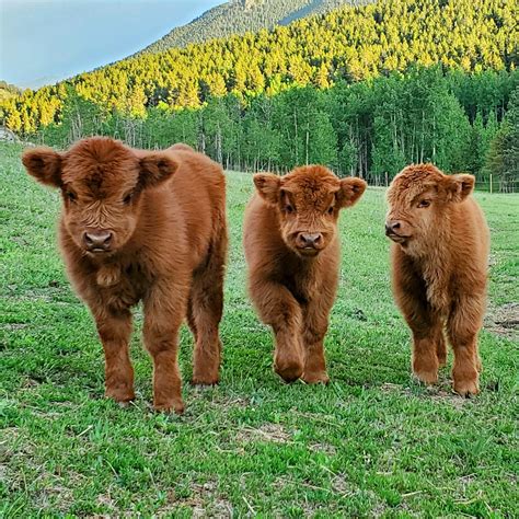 Curious baby highland cows. They were born only a few weeks ago : r/pics