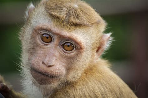 10,000+ Free Jungle Monkey & Monkey Photos - Pixabay