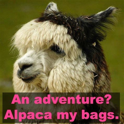 12 Hilarious Animal Puns That Will Make You Lol