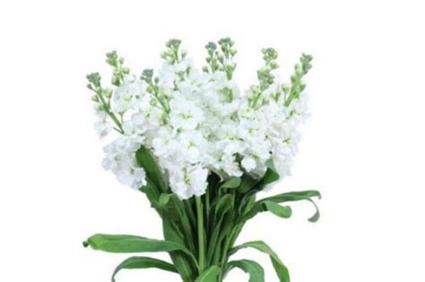 White Stock Flower 100 Stems | Wholesale Flowers | JR ROSES