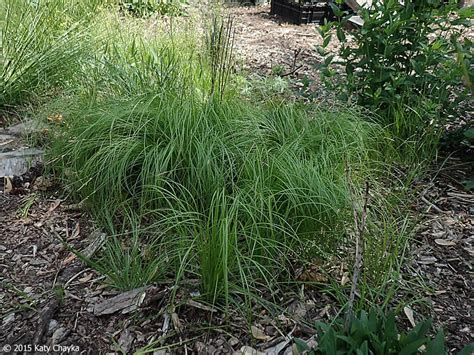 Carex pensylvanica (Pennsylvania Sedge): Minnesota Wildflowers