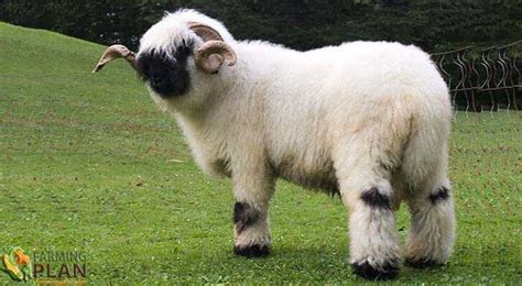 Valais Blacknose Sheep: A Dual-Purpose Breed - Farming Plan