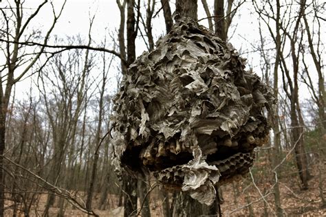 Baldfaced Hornet Nest (Dolichovespula maculata) – Seashore to Forest Floor