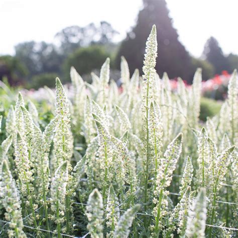 Mignonette White Mignonette – Floret Flower Farm