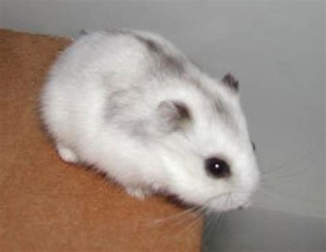 Dwarf Hamster Russian White Winter Super Model