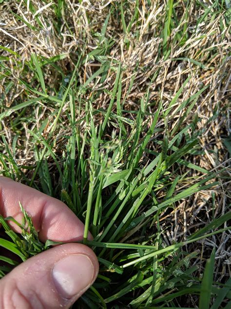 How To Kill Crabgrass In Lawn : Crabgrass is an annual warm season grassy weed and once it takes ...