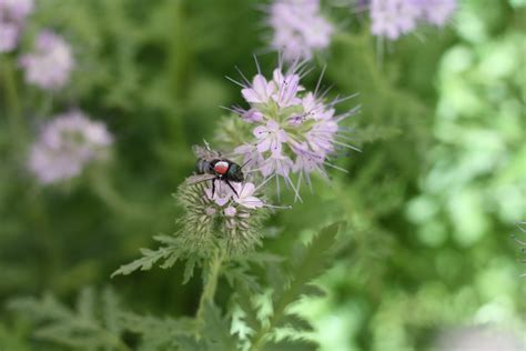 Insecticides can reduce bee fertility, causing lasting harm across ...