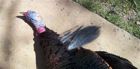 Outdoor Illinois Journal: Turkey Beards