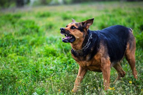 Rottweiler Growl Stock Photos, Pictures & Royalty-Free Images - iStock