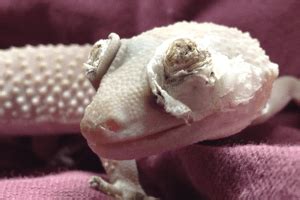 Eyelid Dysecdysis in Leopard Geckos - Gecko Time - Gecko Time