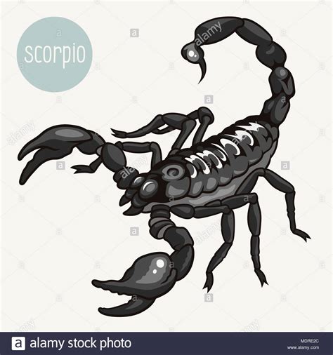 Realistic vector illustration of a scorpion isolated on white Stock Vector Image & Art - Alamy