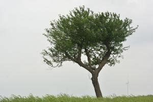 Babul tree: Facts, features, tips to grow, and maintenance