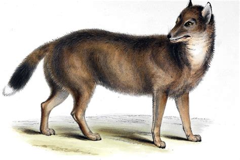 Falklands 'wolf' that baffled Darwin was actually more like a jackal – new study | Discoveries ...