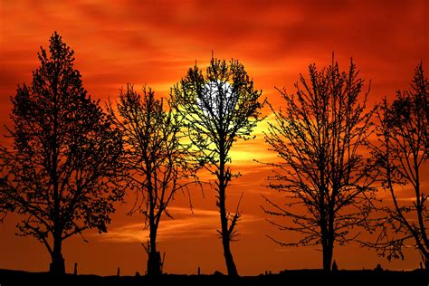 Trees Silhouette At Sunset Free Stock Photo - Public Domain Pictures