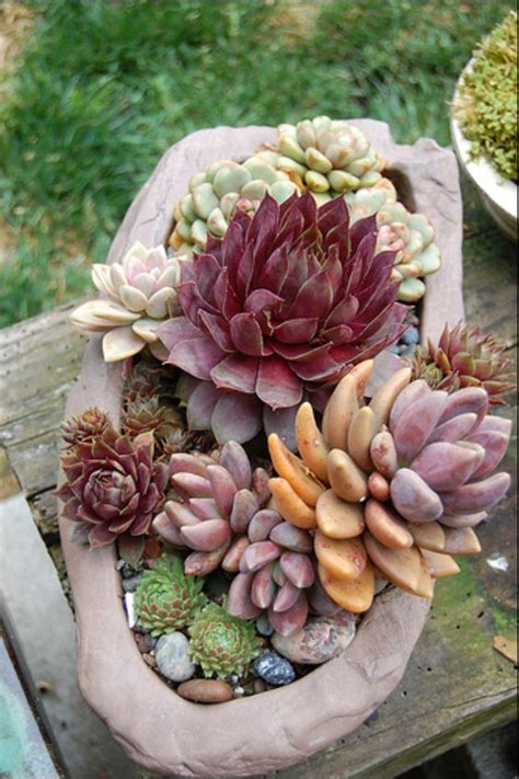 60+ DIY Indoor Succulent Arrangements Ideas 2019 - Page 9 of 61 - Kornelia Beauty