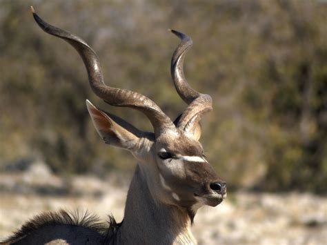 Free photo: Kudu Antelope - Animal, Antelope, Deer - Free Download - Jooinn