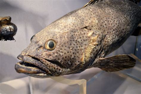 Fish Face Free Stock Photo - Public Domain Pictures