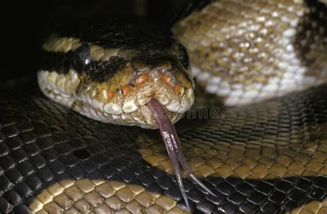 1,810 Python Tongue Photos - Free & Royalty-Free Stock Photos from ...