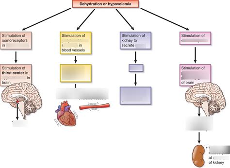 Dehydration chp 7 Diagram | Quizlet