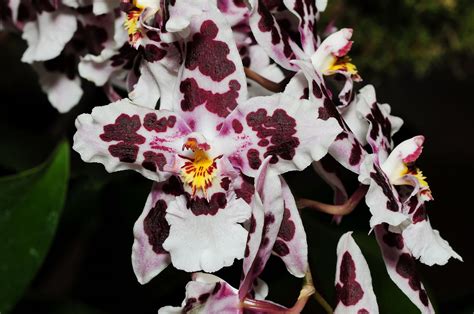 Odontoglossum hybrid | Orchids, Oncidium, Beautiful orchids