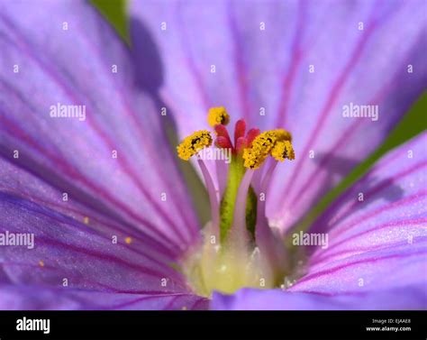 Pollen in close up Stock Photo - Alamy