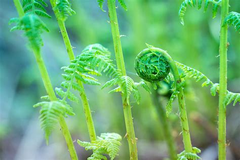 Fiddlehead Fern | native vegetable plants for sale | Native Foods Nursery