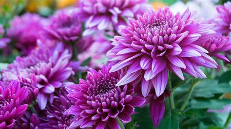 Growing Chrysanthemum: Learn How to Plant & Care for Mums