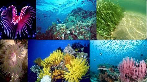 Marine Biome Pictures - Amauter Gay